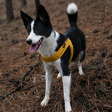 Charlie's Backyard Town Cordura Harness - Yellow