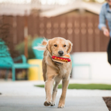 P.L.A.Y. American Classic Hot Diggy Dog