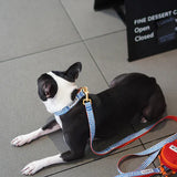 iCandor Gentle Collar - Surfrider