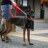 Twiggy Tags Awareness Multi-Way Lead - Do Not Pet