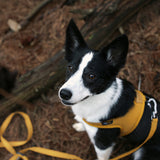 Charlie's Backyard Town Cordura Harness - Yellow