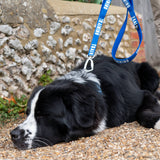 Twiggy Tags Awareness Multi-Way Lead - Do Not Pet