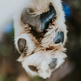 Musher's Secret Dog Paw Wax