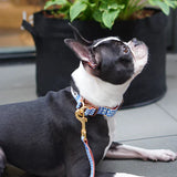 iCandor Gentle Collar - Surfrider