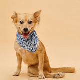 The Paws Blue Berry Dog Bandana