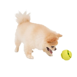 BACON Silicone Nosework Ball Dog Toy