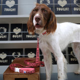 Charlie's Backyard Trip Leash - Berry