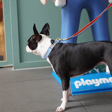 iCandor Gentle Collar - Surfrider