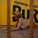 Charlie's Backyard Trip Collar - Blue