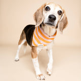 The Paws Nusa Dog Bandana