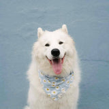 The Paws Blue Daisy Chains Dog Bandana
