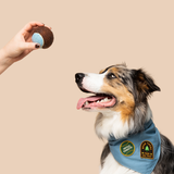 Scout's Honour Fetch Fanatic Iron- on Patch for Dogs