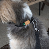 Charlie's Backyard Town Basic Collar - Black