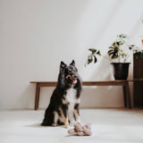 Lambwolf Collective NOU Enrichment Dog Toy - Taupe