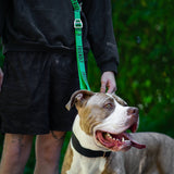 Twiggy Tags Awareness Close Control Lead for Dogs - Nervous