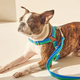 iCandor No Pull Harness - Forest