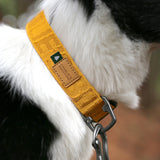 Charlie's Backyard Town Basic Collar - Yellow