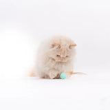 Pidan Cat Trio Bouncy Ball Set