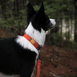 Charlie's Backyard Town Basic Collar - Orange