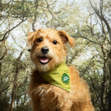 Scout's Honour Fetch Fanatic Iron- on Patch for Dogs