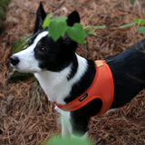 Charlie's Backyard Town Cordura Harness - Orange