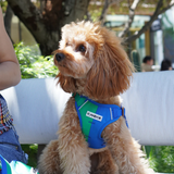 iCandor Snuggle Harness - Forest