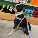 iCandor No Pull Harness - Surfrider