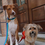 iCandor Gentle Collar - Forest