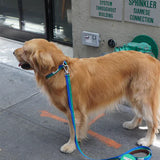 iCandor Gentle Collar - Forest