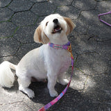 iCandor Gentle Collar - Milky Way