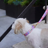 iCandor Gentle Collar - Milky Way