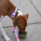 iCandor Gentle Collar - Milky Way