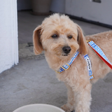 iCandor No Pull Harness - Surfrider