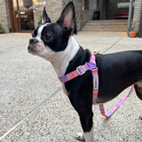 iCandor No Pull Harness - Milky Way