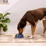 Open Farm Small Breed Chicken, Turkey & Ancient Grains Dog Kibble