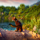 Pidan Cat Harness and Leash Set - Multicolor