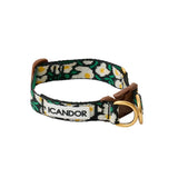 iCandor Gentle Collar Dual Big Fish