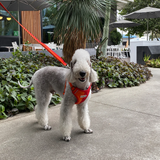 iCandor Snuggle Harness - Sunrise