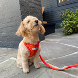 iCandor Snuggle Harness - Sunrise