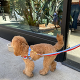 iCandor No Pull Harness - Surfrider