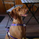 Charlie's Backyard Trip Harness - Blue