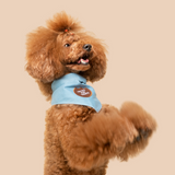 Scout's Honour Tricks for Treats Iron-on Patch For Dogs