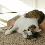 Premium Comfort Curved Cat Lounger