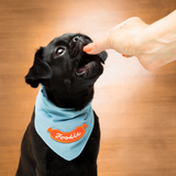 Scout's Honour Foodie Iron-on Patch for Dogs