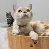 Cozy Cat Scratcher Bowl