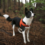 Charlie's Backyard Town Cordura Harness - Orange