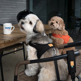 Charlie's Backyard Town Cordura Harness - Black