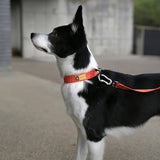 Charlie's Backyard Town Basic Collar - Orange