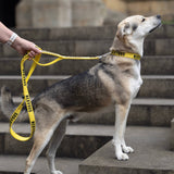 Twiggy Tags Awareness Multi-Way Lead - Do Not Pet