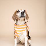 The Paws Nusa Dog Bandana